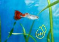 Water pH Level for Guppies