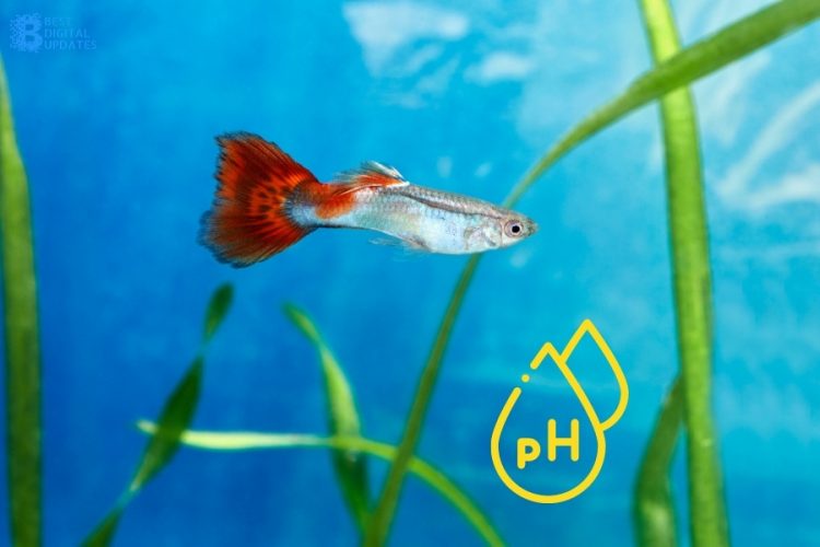 Water pH Level for Guppies