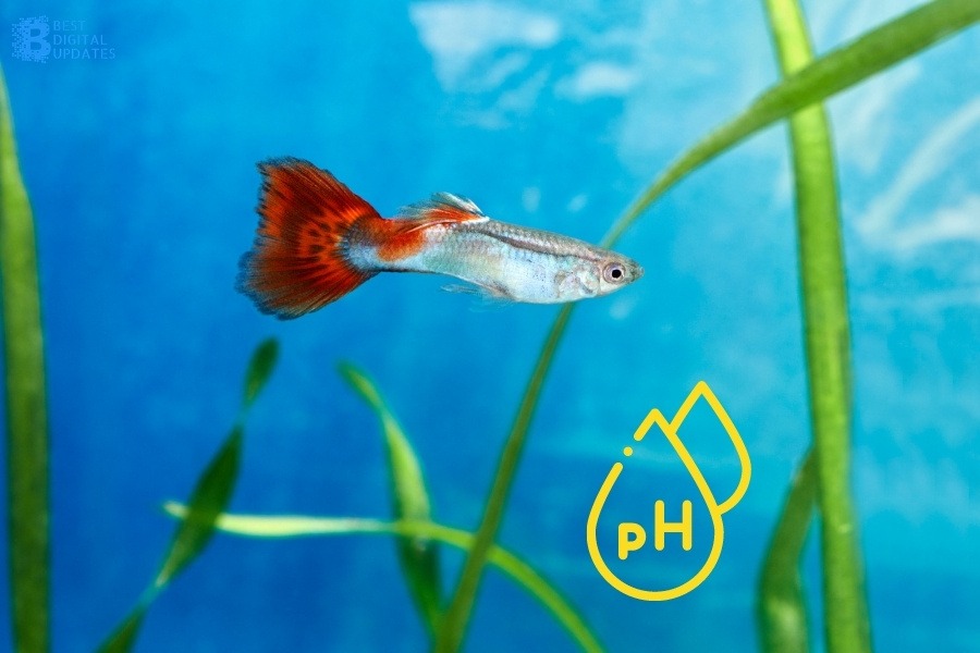 Best Water pH Level for Guppies - Best Digital Updates