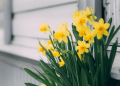 Daffodils