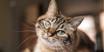 Things to Know When Owning a British Shorthair