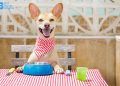 3 Things You Ought to Know About Ethical Dog Food