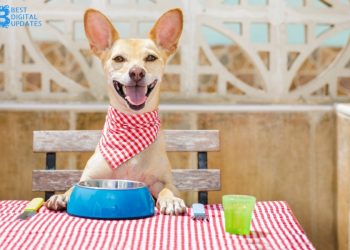 3 Things You Ought to Know About Ethical Dog Food