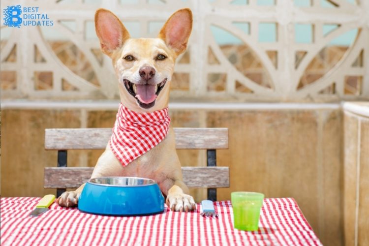 3 Things You Ought to Know About Ethical Dog Food