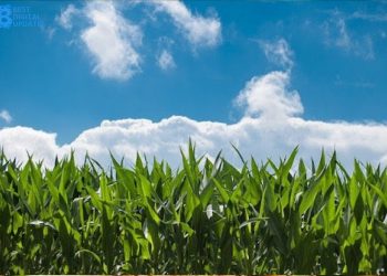 Useful Tips for Managing a Corn Field