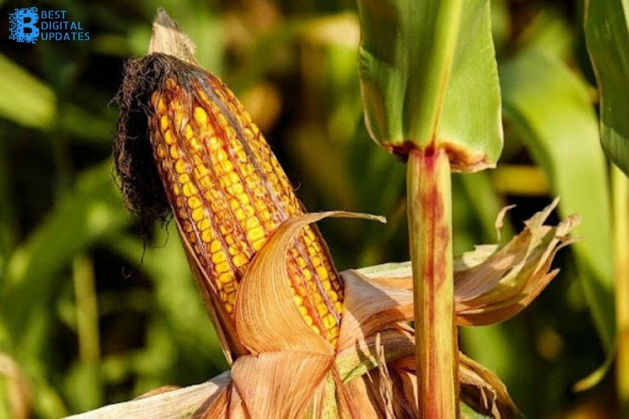 Challenges that come with managing a cornfield 
