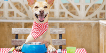 5 Types Of Dog Foods & Their Differences