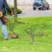 How to Tackle Weeds Without Breaking a Sweat